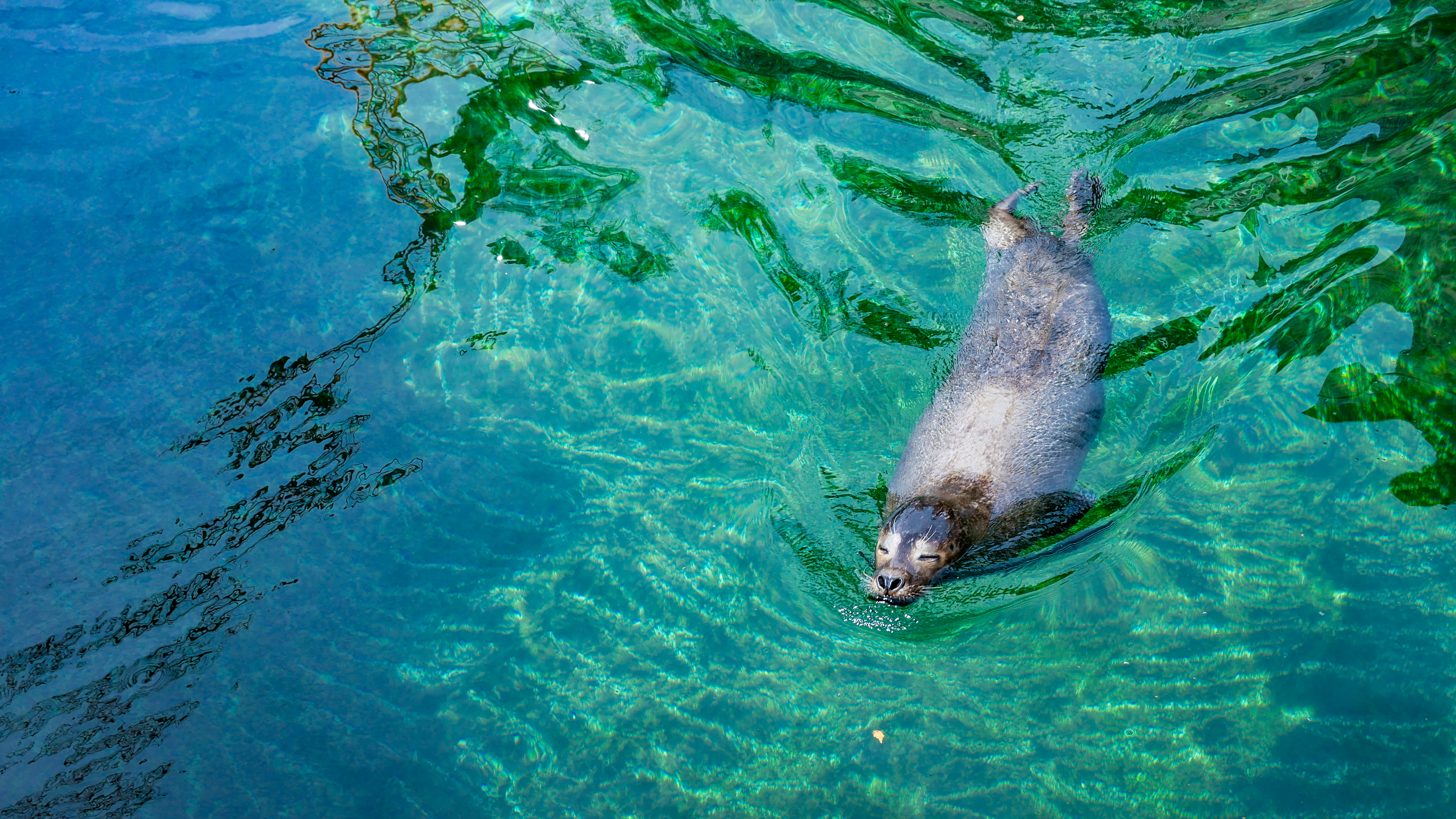 A sea lion